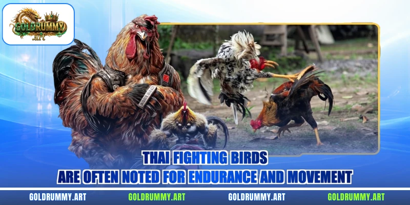 Thai fighting birds are often noted for endurance and movement