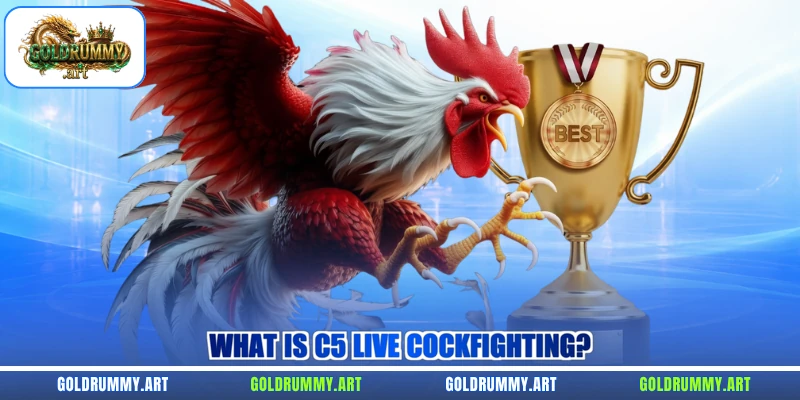 What is C5 live cockfighting?